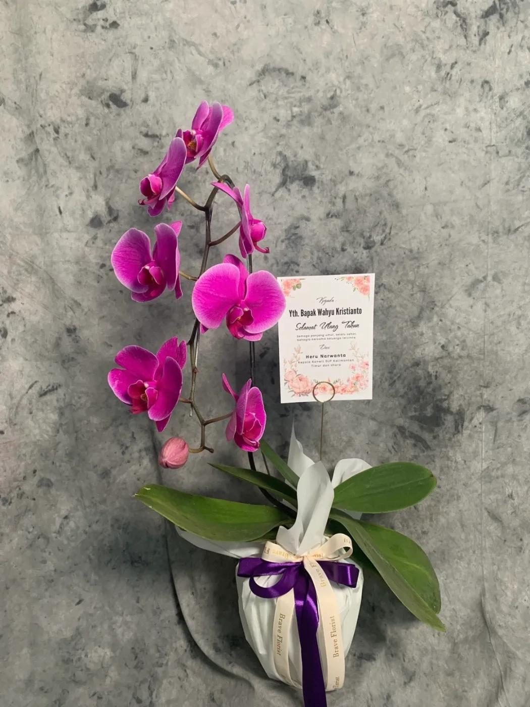 The Signature Orchid